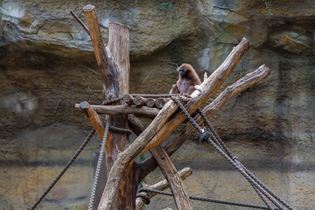 gibbon sits on the tree trunks in the zooの写真素材