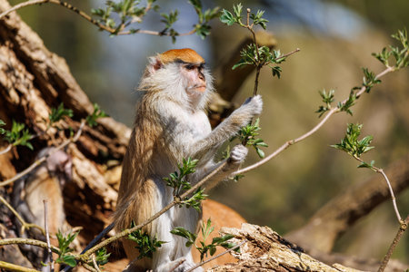a portrait of a hussar monkey in a zooの写真素材