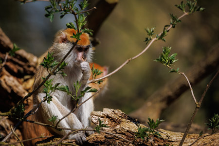 a portrait of a hussar monkey in a zooの写真素材