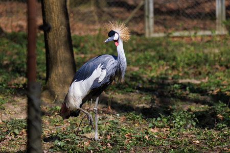 a portrait of a crowned crane at the zooの写真素材
