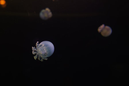 close up of a small fried egg jellyfishの写真素材
