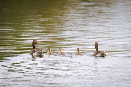 a family of geese swims on the lakeの写真素材