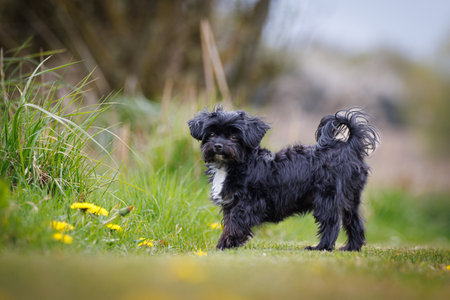 a cute little black bolonka looks at cameraの写真素材