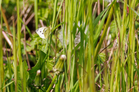 a small white cabbage hangs on a green blade of grassの写真素材