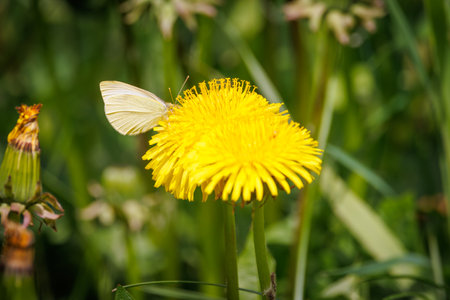 a small white cabbage sits on a buttercupの写真素材
