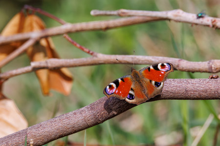 A peacock butterfly sits on a branchの写真素材