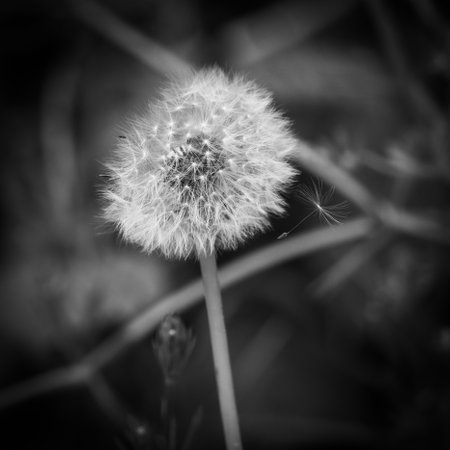 a single pollen of a dandelion detaches to fly awayの写真素材