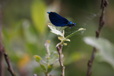 A blue damselfly sits on a leafの写真素材