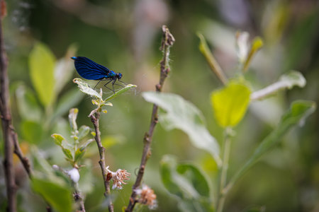 A blue damselfly sits on a leafの写真素材