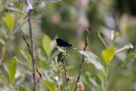 A blue damselfly sits on a leafの写真素材