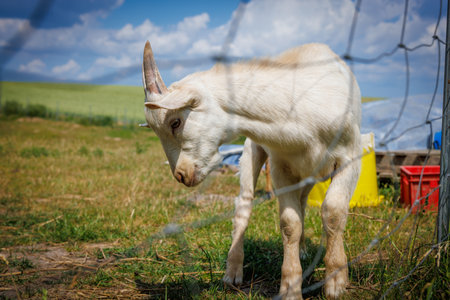 Portrait of young little goat standing behind a blue fenceの写真素材