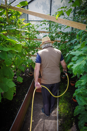 a gardener with a straw hat waters the plants in the greenhouseの写真素材