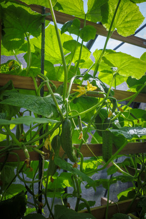 some green cucumbers hanging on tomato plant in greenhouseの写真素材