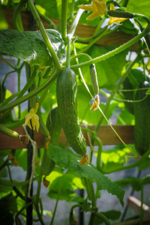 some green cucumbers hanging on tomato plant in greenhouseの写真素材