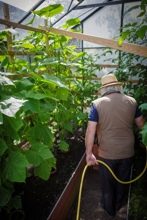 a gardener with a straw hat waters the plants in the greenhouseの写真素材