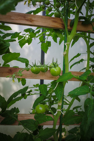 some green tomatoes hanging on a tomato plant in a greenhouseの写真素材