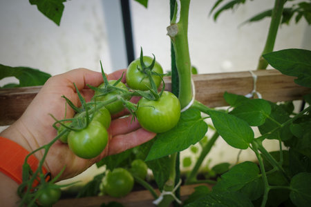 Green tomatoes grow in a greenhouseの写真素材