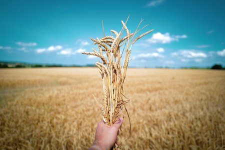 a bunch of wheat plants are held by a handの写真素材