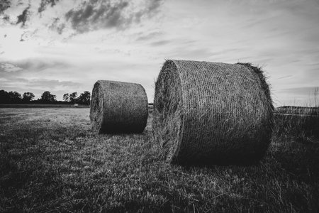 on a field lie big round hay balesの写真素材
