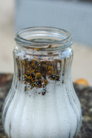 Much wasps eat the sugar in a sugar jarの写真素材
