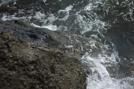A big crab sits on a rock in the seaの写真素材