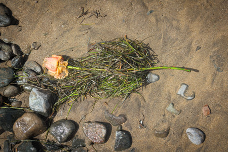 on the beach there is a single rose in the sea grassの写真素材