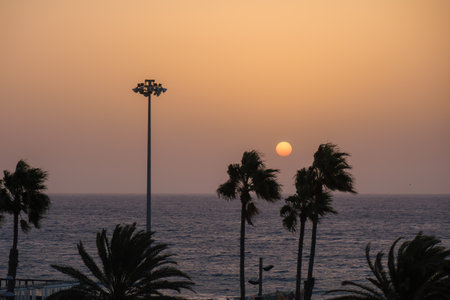 behind some palm trees the sun rises over the seaの写真素材