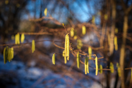 in the spring, the young blossoms hang from a hazelnut bushの写真素材