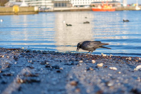 a black crow searches for food in the shells on the beachの写真素材