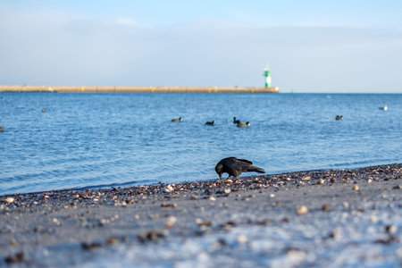 a black crow searches for food in the shells on the beachの写真素材