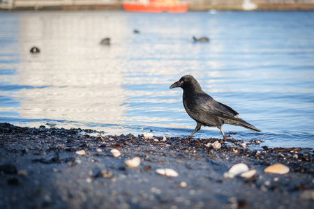 a black crow searches for food in the shells on the beachの写真素材