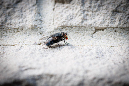 A close-up of a fly on a white house wallの写真素材