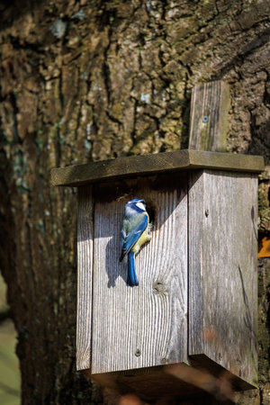 A blue tit nests in a bird house