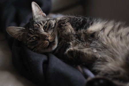 a Portrait of a cute house cat lying on a blanket