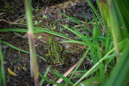 a tree frog sits on the bank of a pondの写真素材