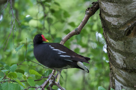 A black moorhen sits on a branch