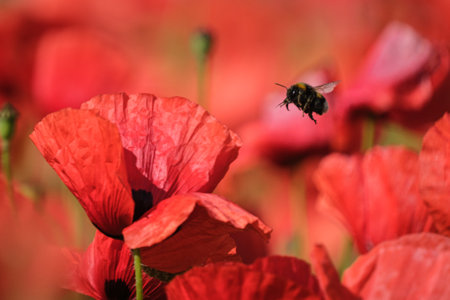 A bumblebee flies to a poppy flower