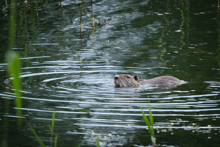 a big nutria swims and eats on a pondの写真素材