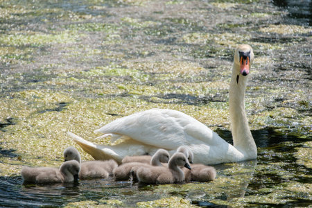 A swan swims with its young chicks on a pond