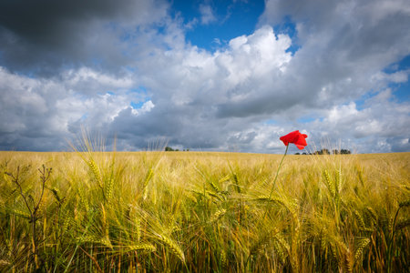 A single red poppy stands in front of a field of grainの写真素材