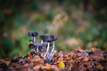 A group of small black mushrooms on the forest floor in autumnの写真素材