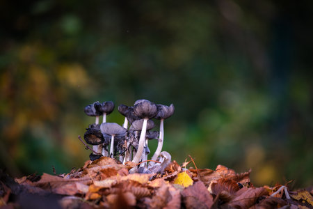 A group of small black mushrooms on the forest floor in autumnの写真素材
