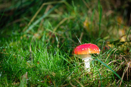 A close-up of a fly agaric in autumnの写真素材