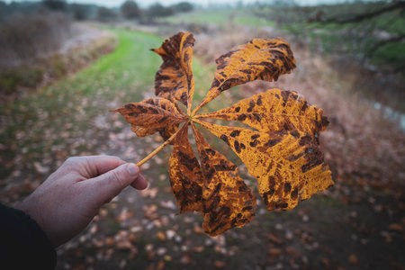 A withered chestnut leaf is held in one hand in autumnの写真素材
