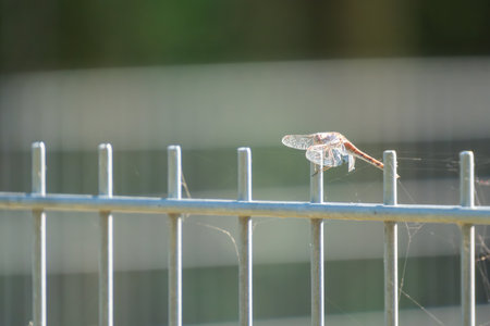 A dragonfly sunbathing on a fenceの写真素材