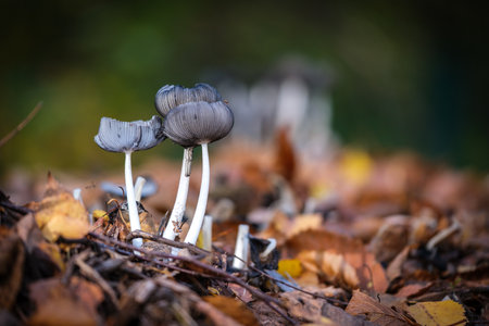 A group of small black mushrooms on the forest floor in autumnの写真素材