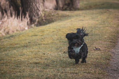 A small black Bolonka Zwetna runs around happilyの写真素材