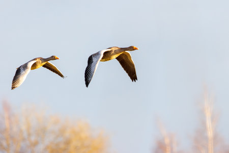 A close-up of flying greylag geeseの写真素材