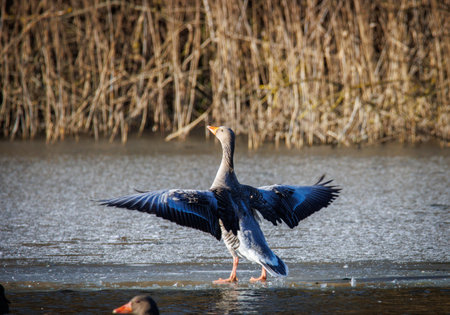 some Greylag geese land on the ice of a frozen lakeの写真素材