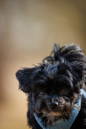 A portrait of a black Bolonka Zwetna dog
